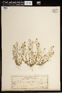 Draba nemorosa image