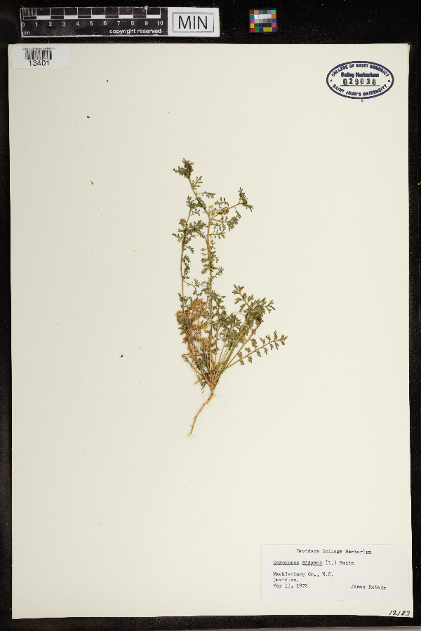 Lepidium didymum image
