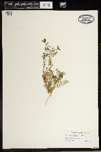 Lepidium didymum image