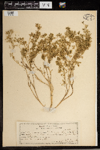 Lepidium didymum image