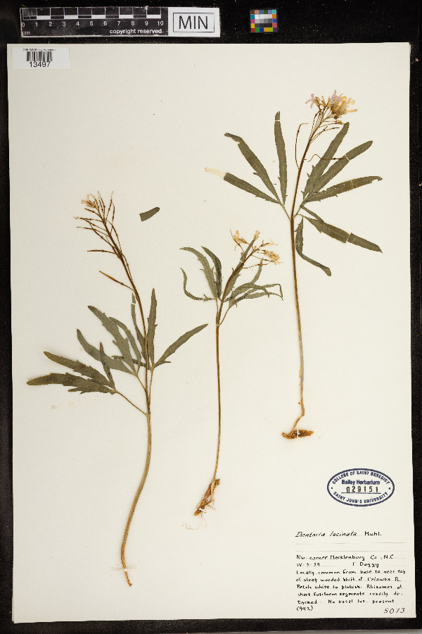 Cardamine concatenata image