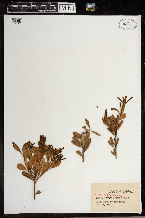 Lyonia ferruginea image