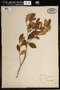 Lyonia lucida image