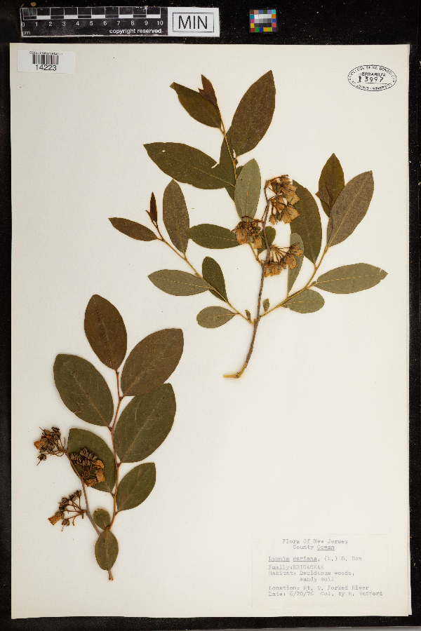 Lyonia mariana image