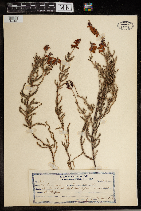 Erica ciliaris image