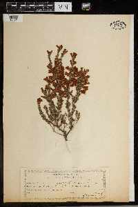 Image of Erica vagans