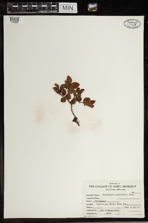 Gaultheria ovatifolia image