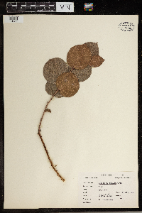 Gaultheria shallon image