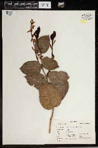 Gaultheria shallon image