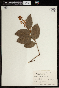 Gaultheria shallon image