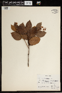 Gaultheria shallon image