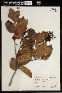 Gaultheria shallon image