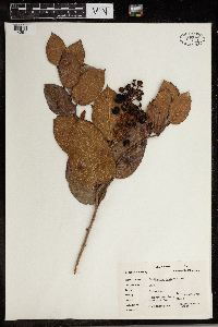 Gaultheria shallon image