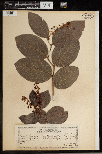 Gaultheria shallon image