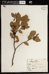 Arctostaphylos patula image