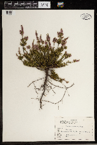 Calluna vulgaris image