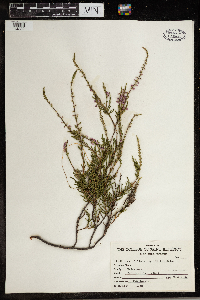 Calluna vulgaris image