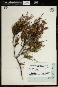 Calluna vulgaris image