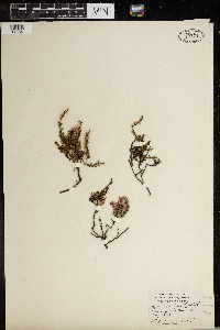 Calluna vulgaris image