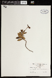 Image of Chimaphila maculata
