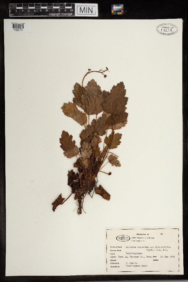 Heuchera micrantha var. diversifolia image