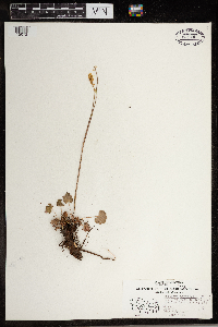 Heuchera parviflora image