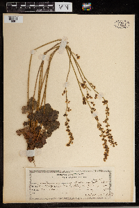 Heuchera parviflora image