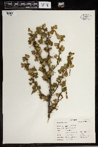 Ribes lobbii image