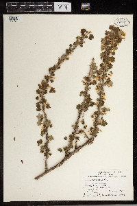 Ribes oxyacanthoides image