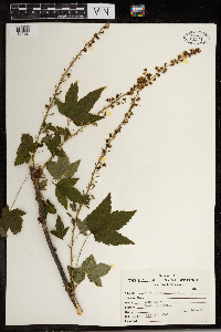 Ribes bracteosum image