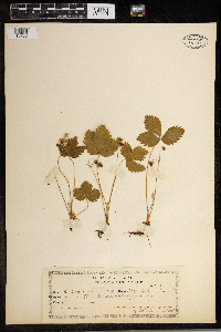 Fragaria virginiana image