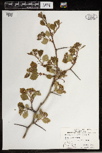 Crataegus chrysocarpa image