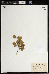 Crataegus uniflora image