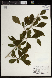 Crataegus punctata image