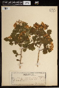 Crataegus monogyna image