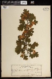 Crataegus monogyna image