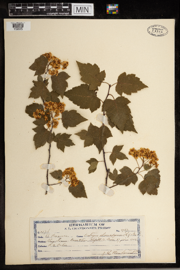 Crataegus phaenopyrum image