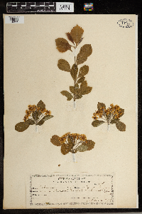 Crataegus punctata image