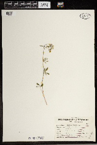 Potentilla argentea image