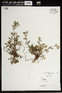 Potentilla argentea image