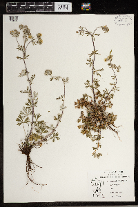 Potentilla argentea image