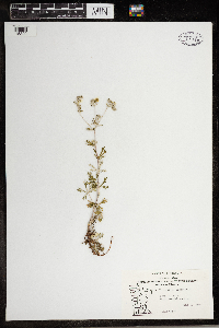 Potentilla argentea image