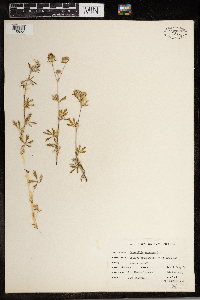 Potentilla argentea image