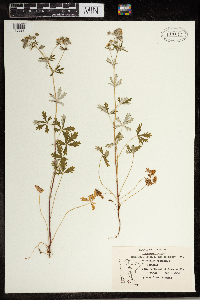 Potentilla argentea image