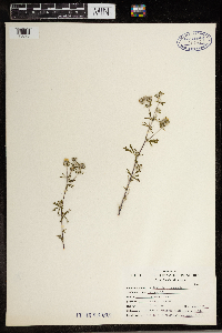 Potentilla argentea image