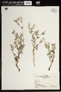 Potentilla argentea image