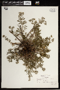 Potentilla argentea image