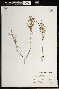 Potentilla argentea image