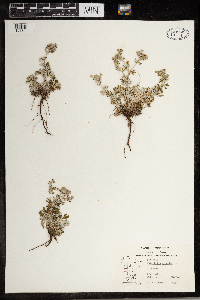 Potentilla argentea image