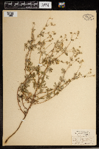 Potentilla argentea image